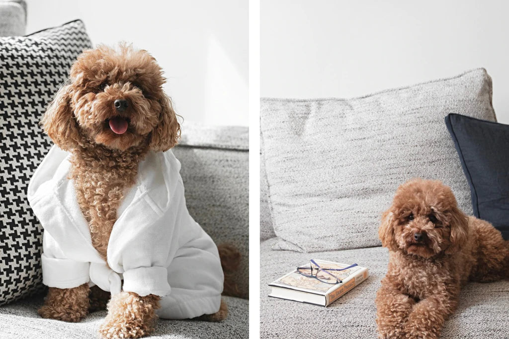 Dog Friendly Hotels in Melbourne - Updated