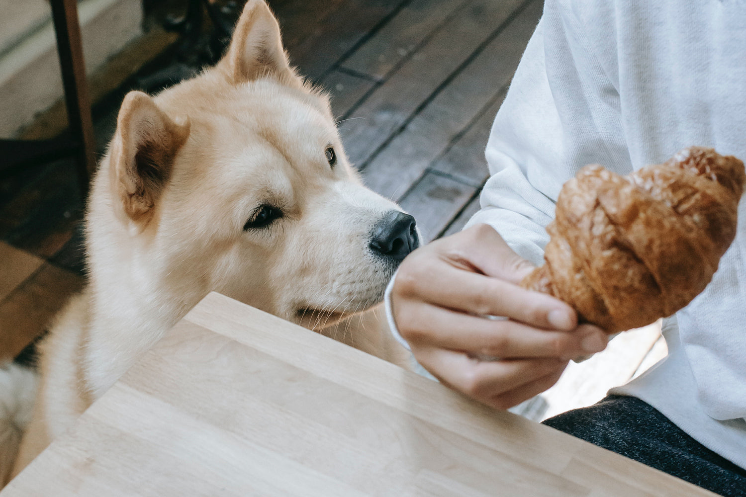 Annual Wrap Up of Dog Friendly Dinning