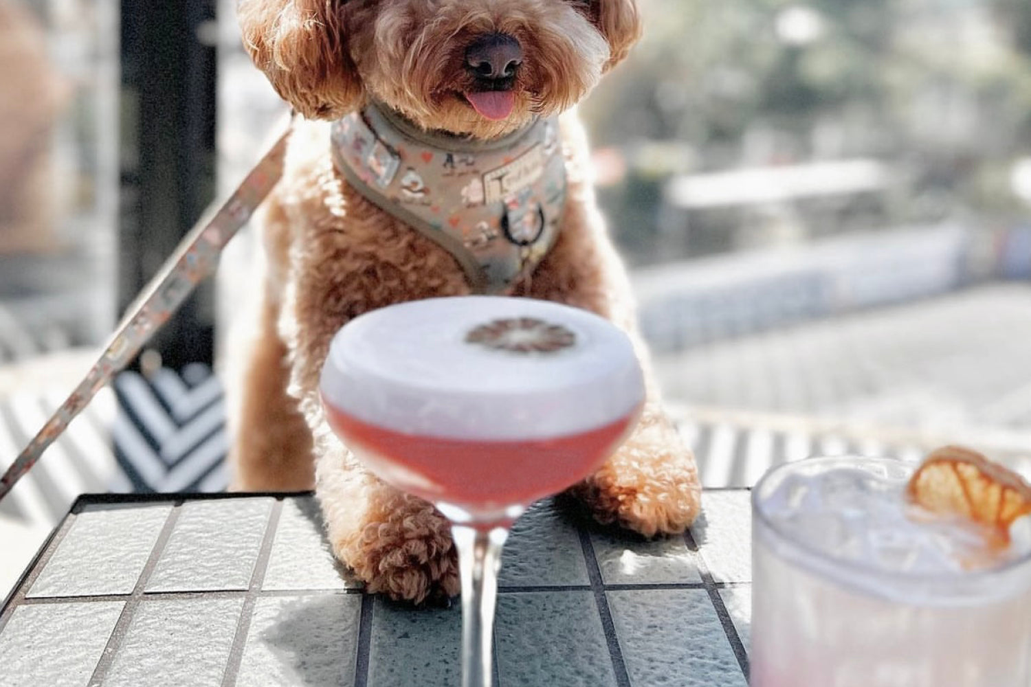 Melbourne Dog Friendly Outdoor Dining