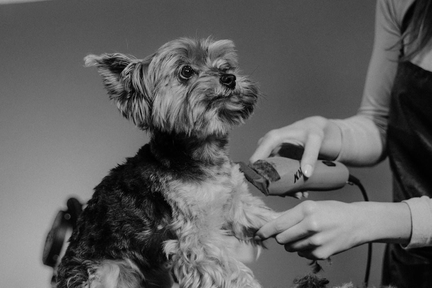 Top Dog Groomers in Melbourne