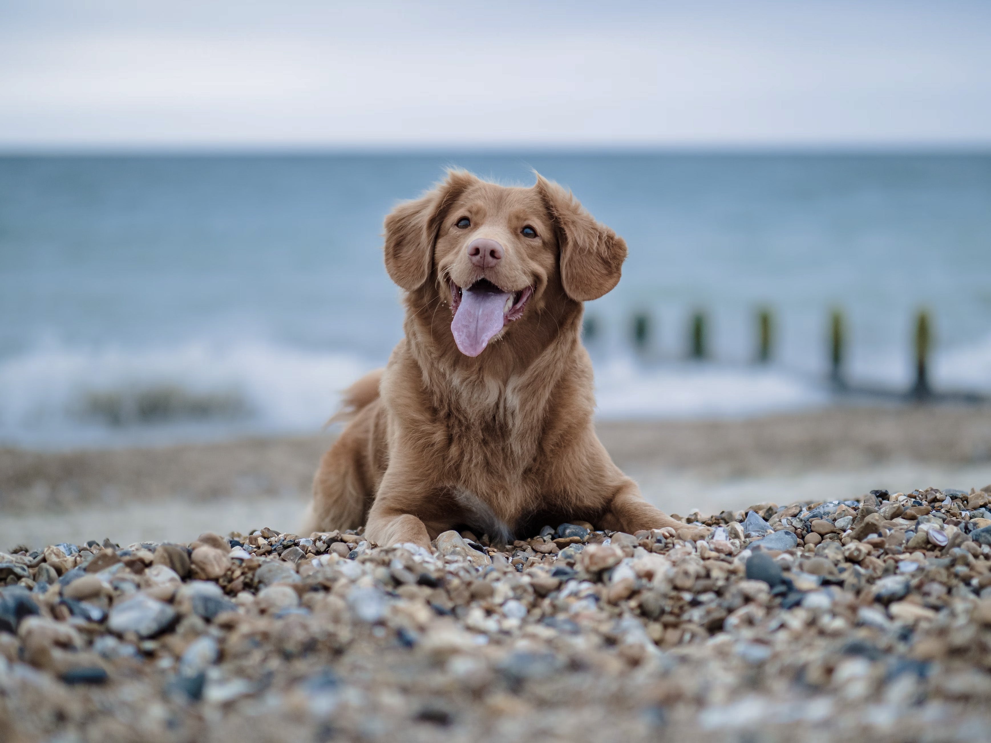 Dog Friendly Peninsula: Mornington