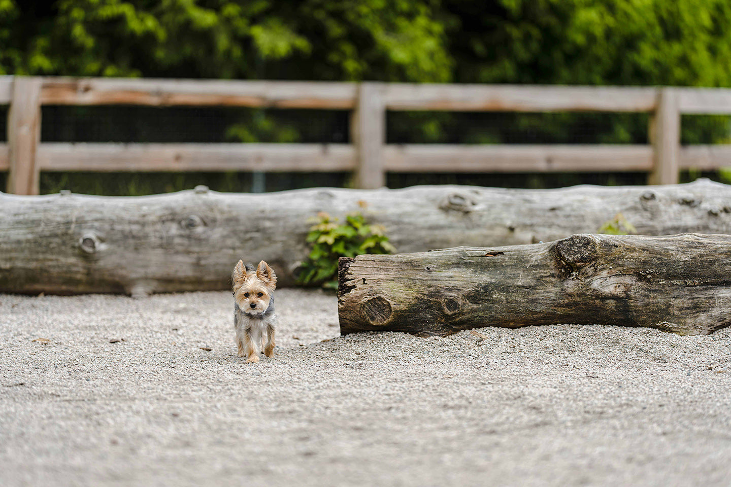 Summer Strolls: Best Dog-Friendly Parks and Gardens in Melbourne
