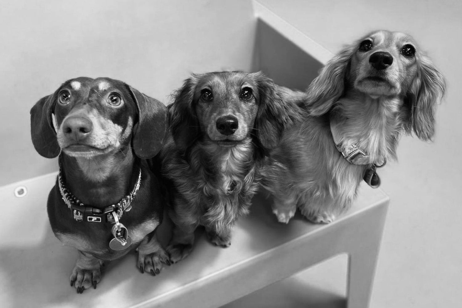The Best Doggy Daycares in Melbourne