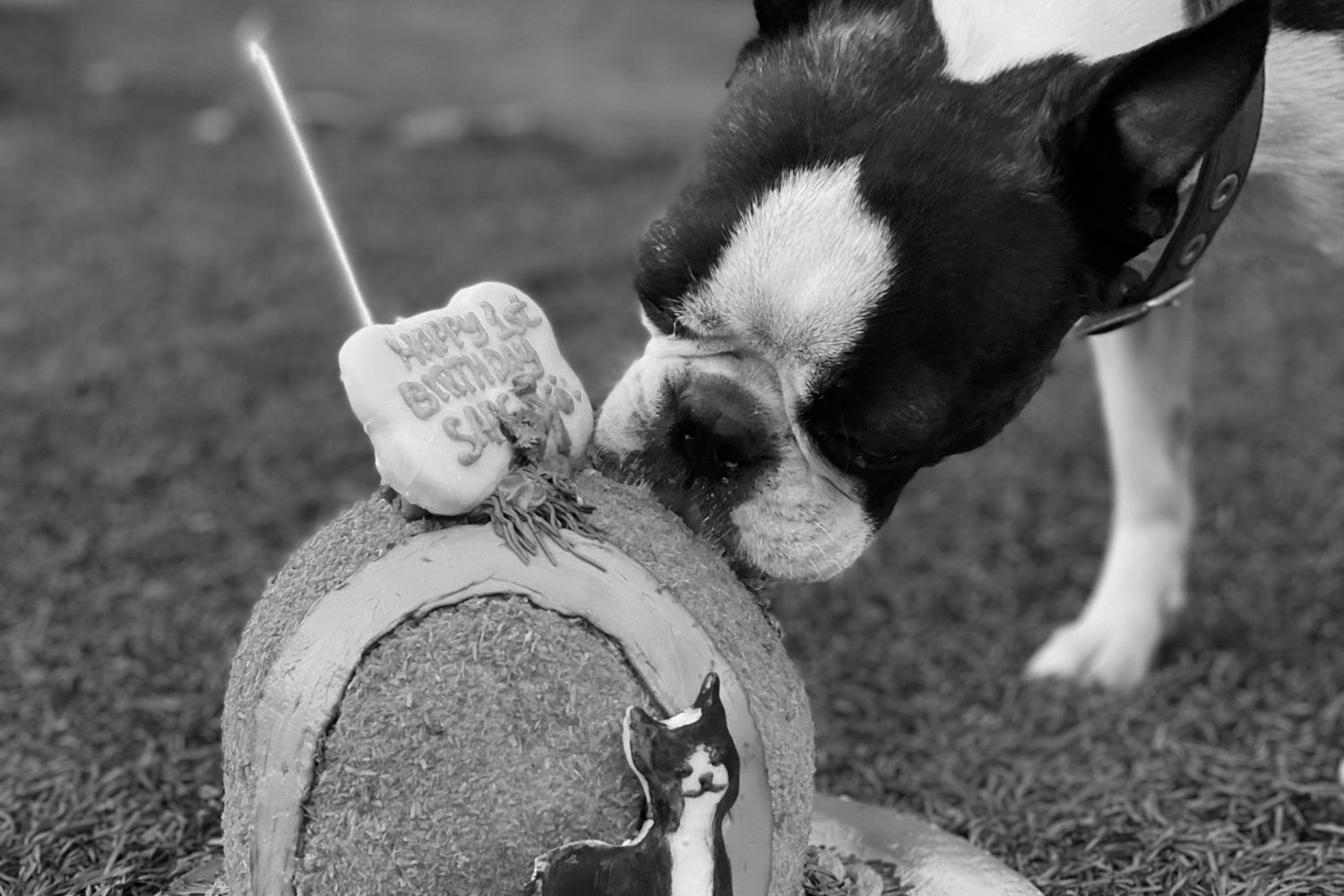 Best Dog Bakeries – Melbourne