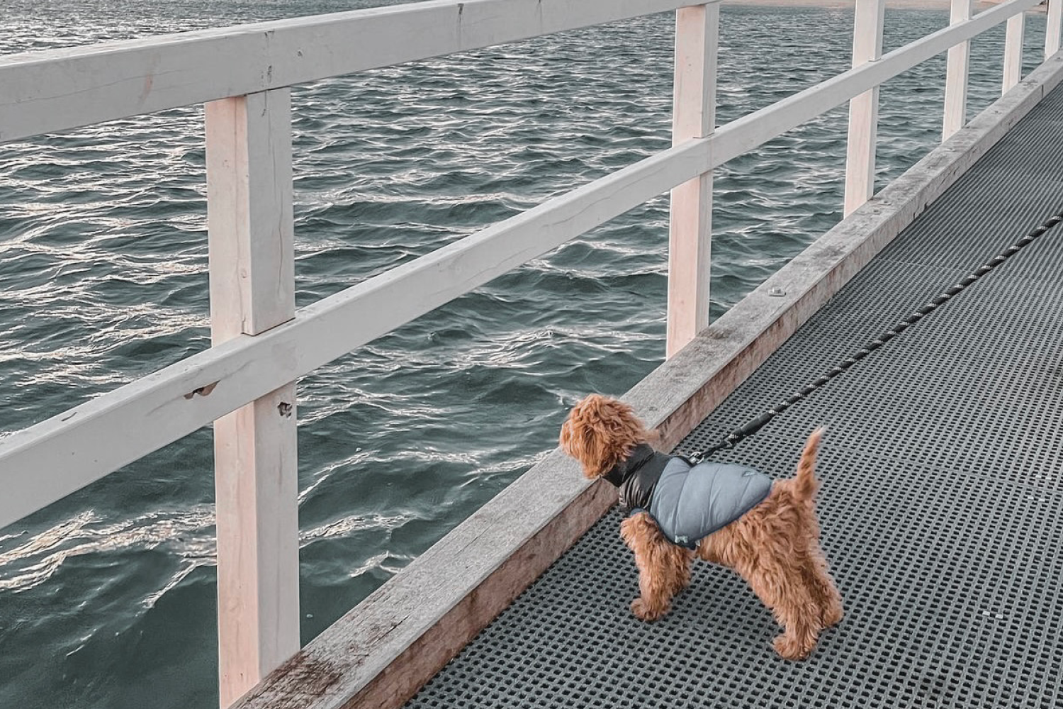 Dog Friendly Beaches