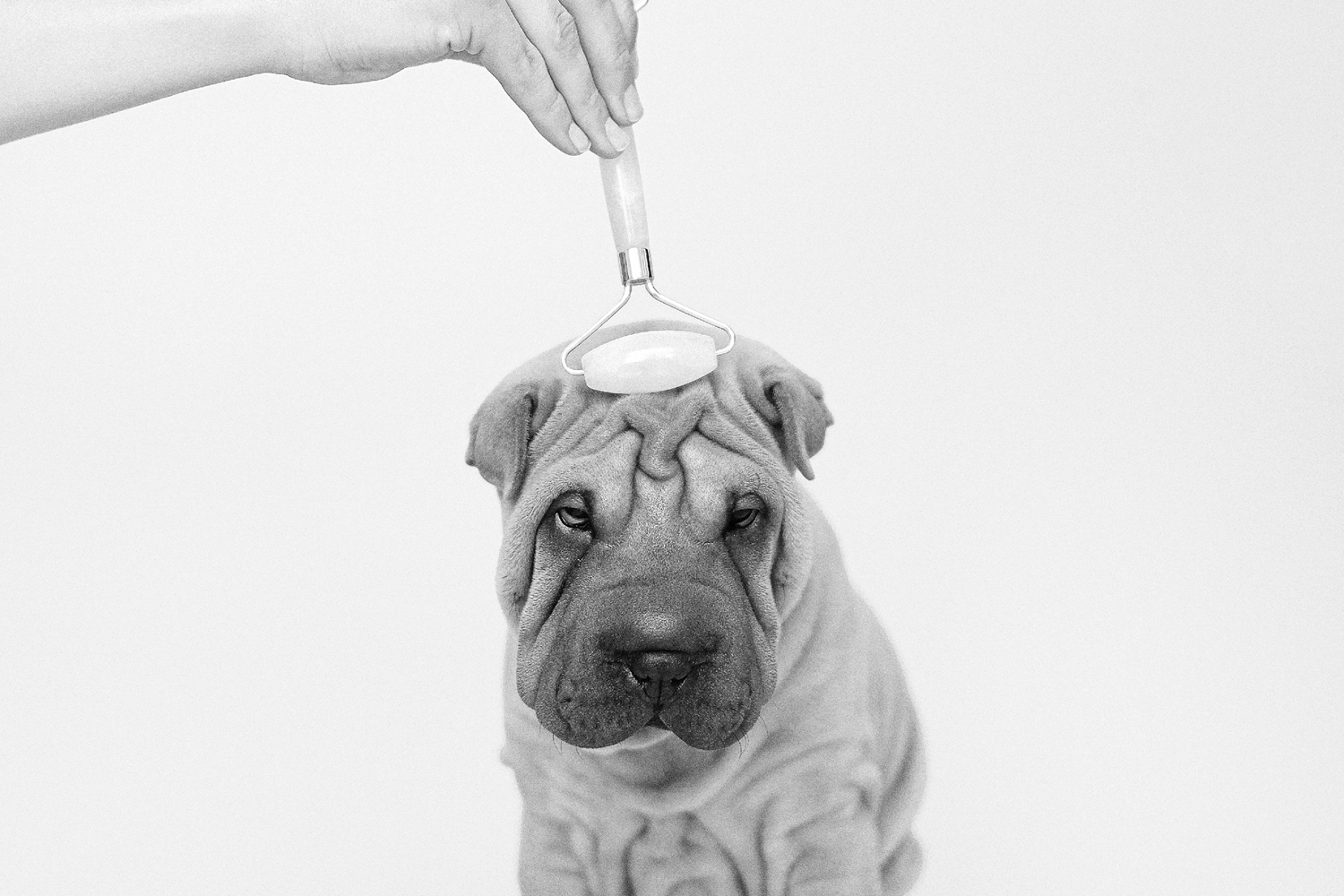 Melbourne Dog Groomers