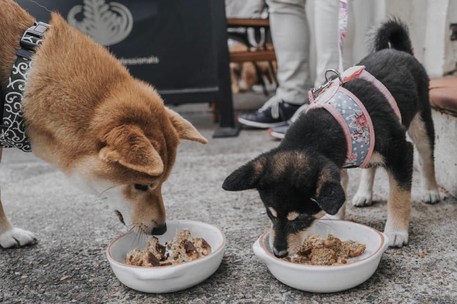 Dog Friendly Cafes in Sydney