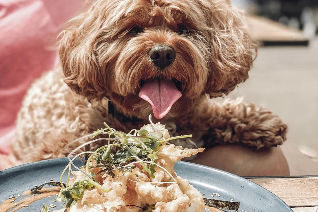 Bourke St the Label - Best Dog Friendly Brunch in Melbourne