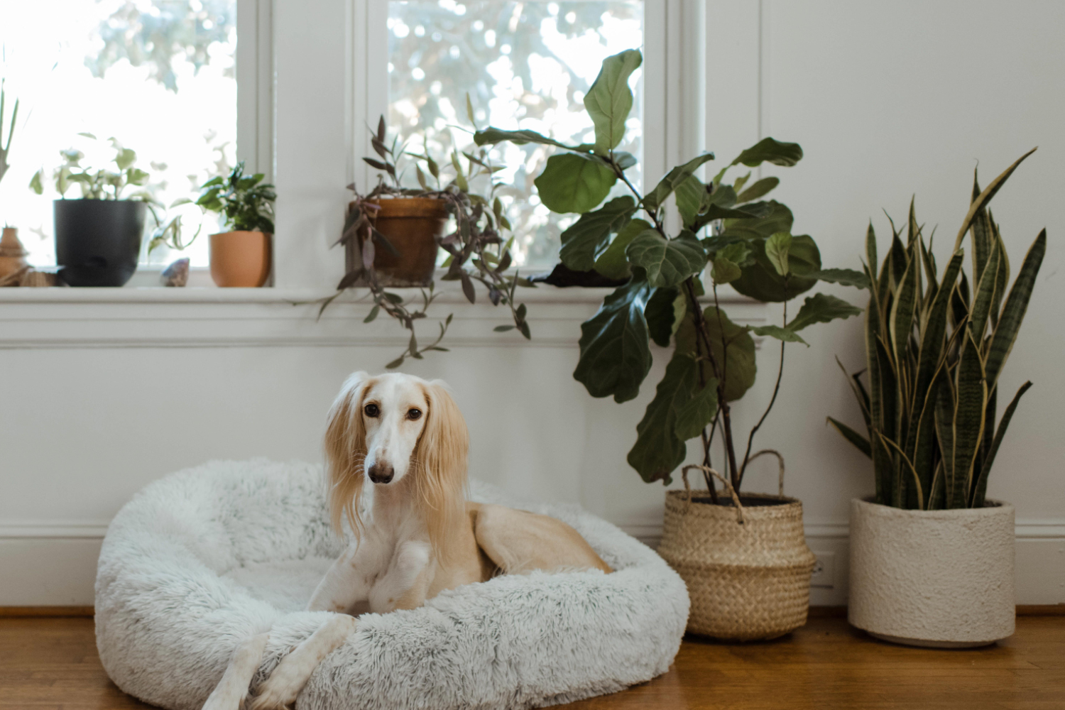 Plants that are Toxic to Dogs