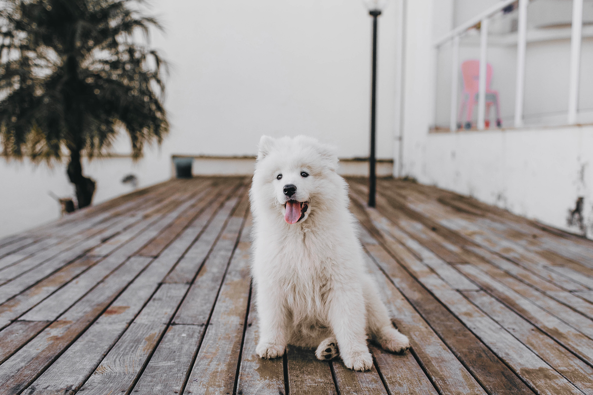 Dog Friendly Experiences along the Mornington Peninsula Bourke St the