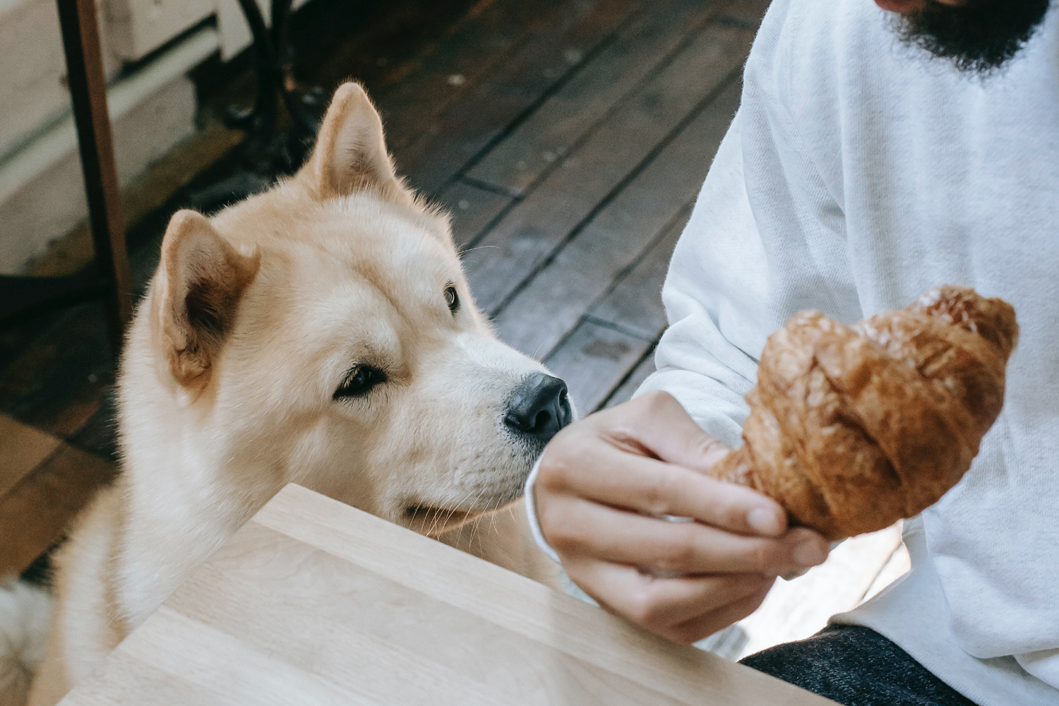Dog Friendly Brunch
