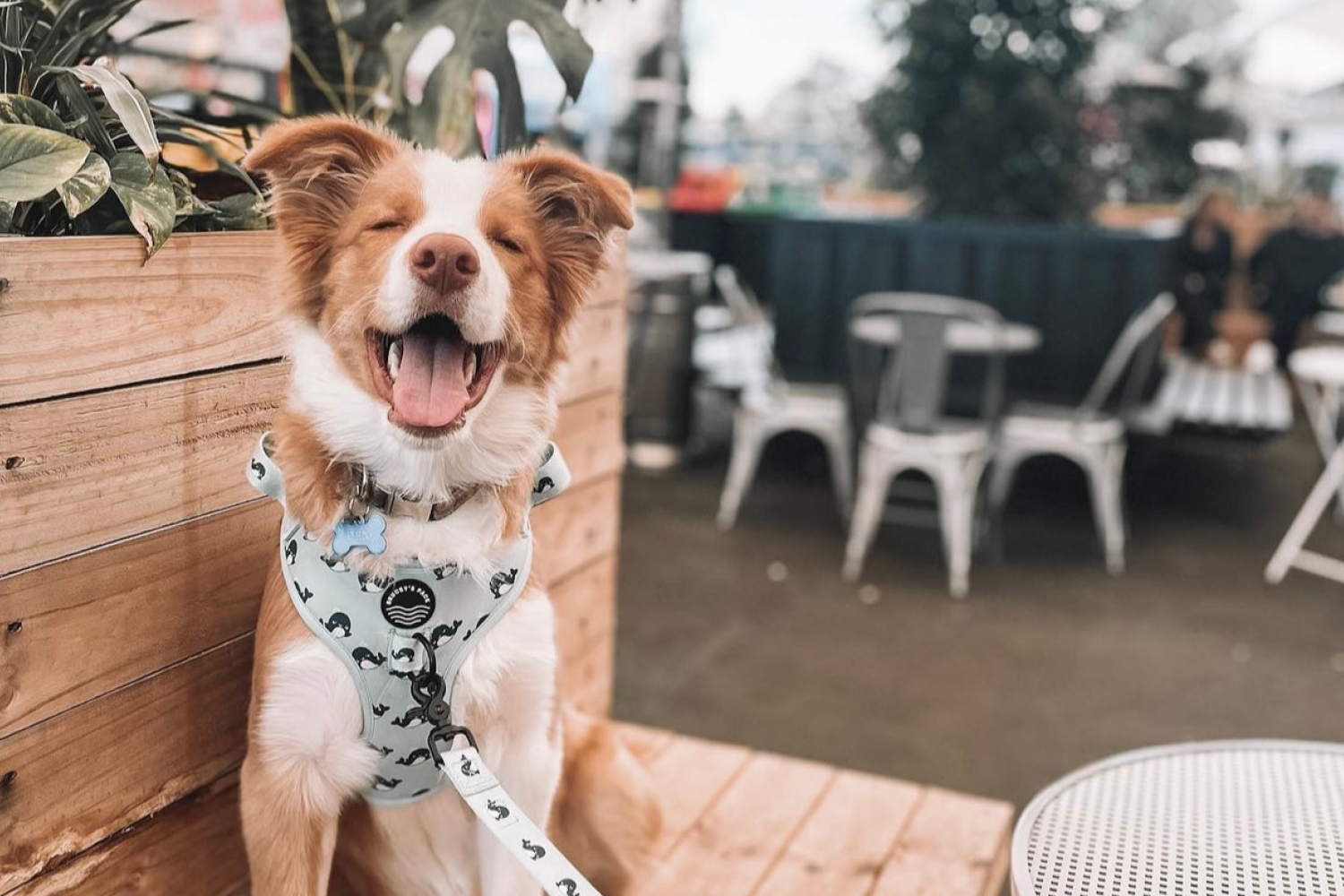 Dog Friendly Food Truck Parks