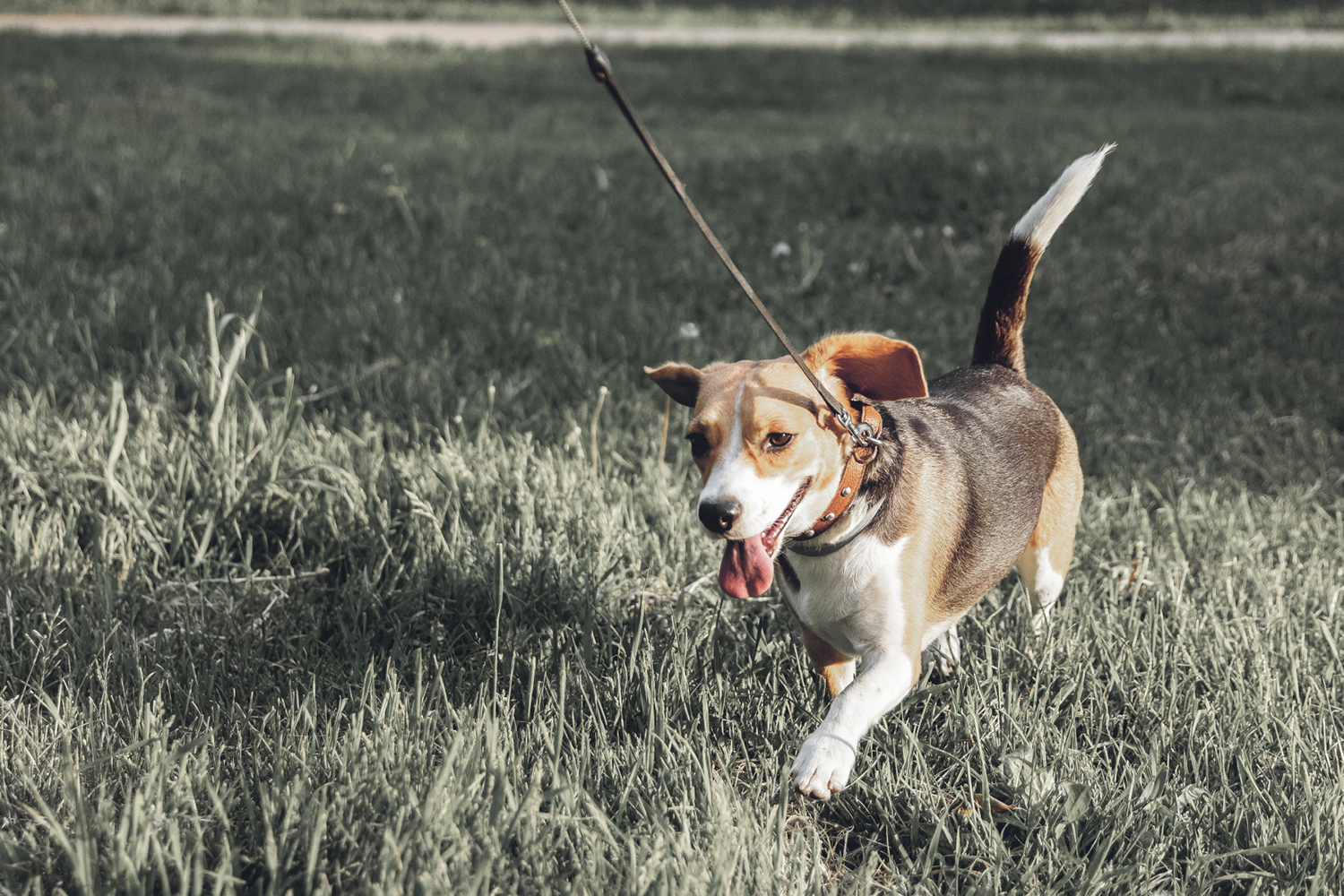 Dog Friendly Parks – Melbourne