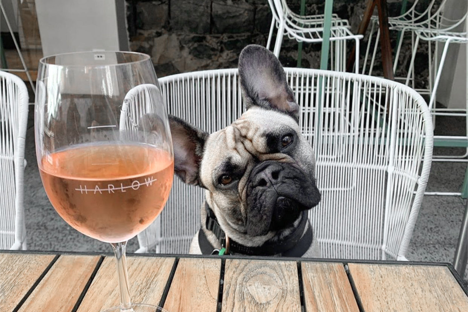 Dog Friendly Pubs