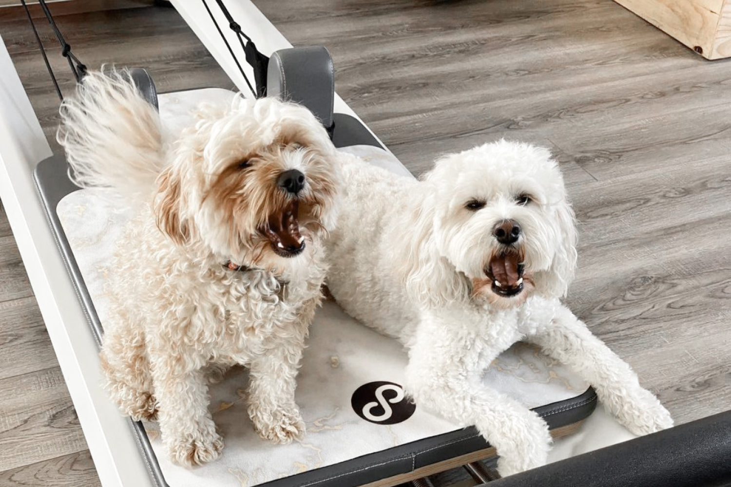 Bourke St the Label Dog Friendly Workouts and Fitness Studios in Melbourne Blog Post