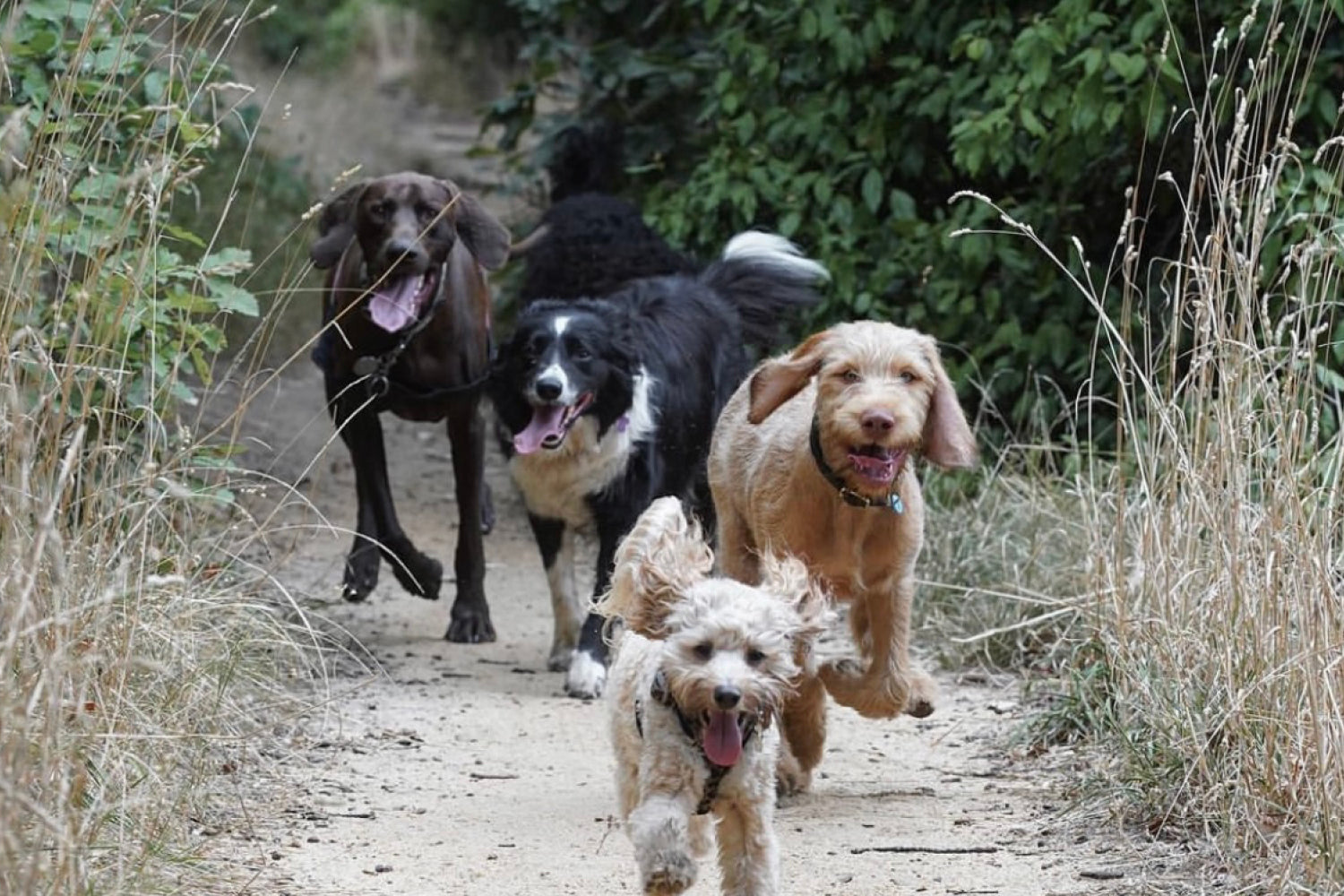 Dog Walking Services in Melbourne