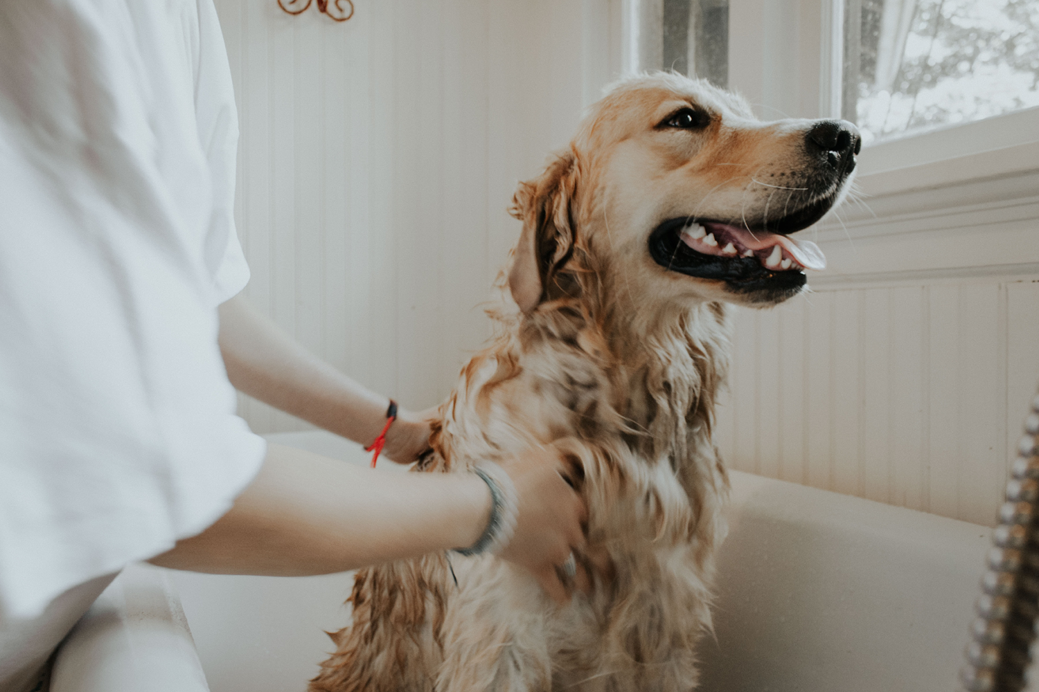 Dog Grooming Products