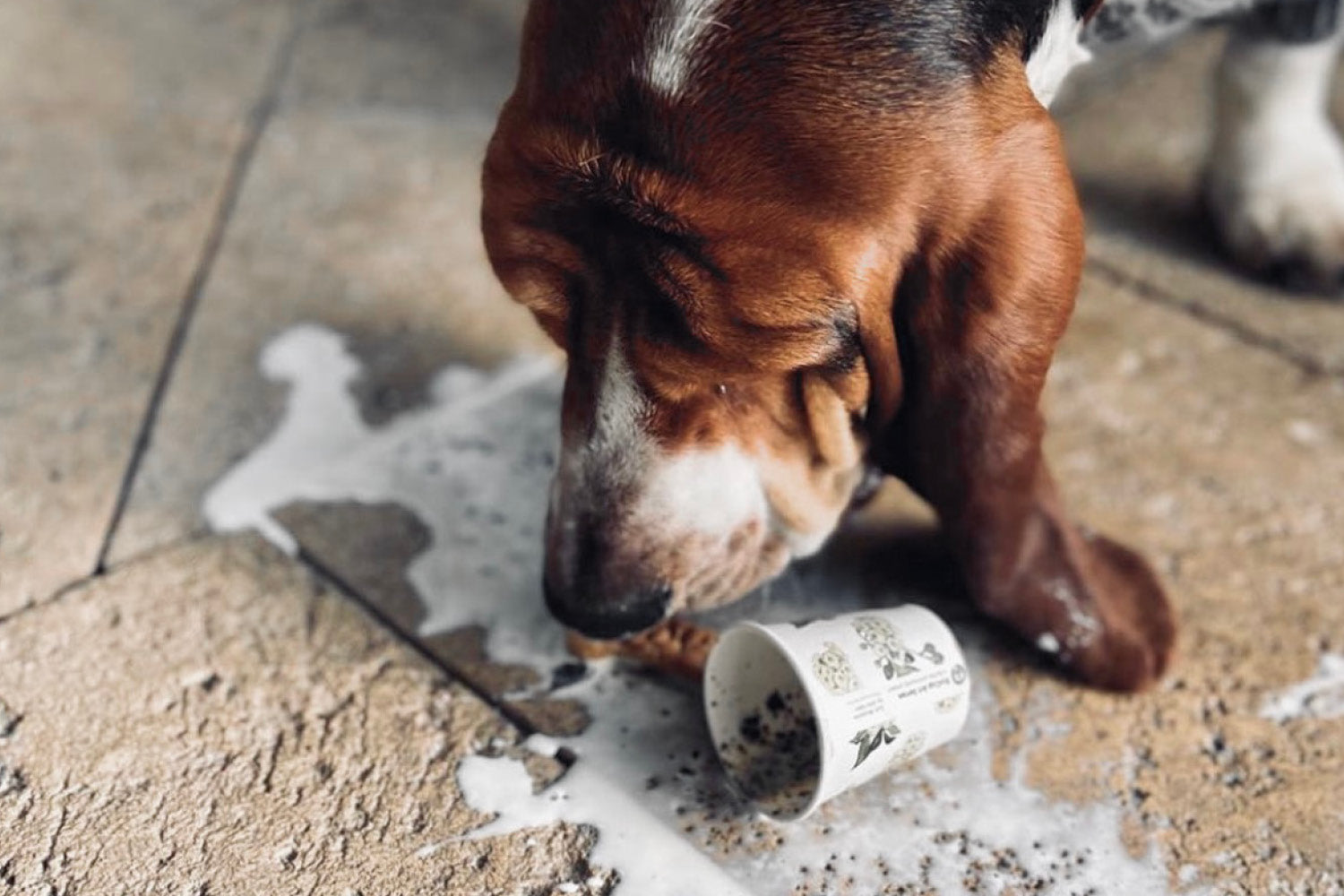 Dog Friendly Experiences in Hobart