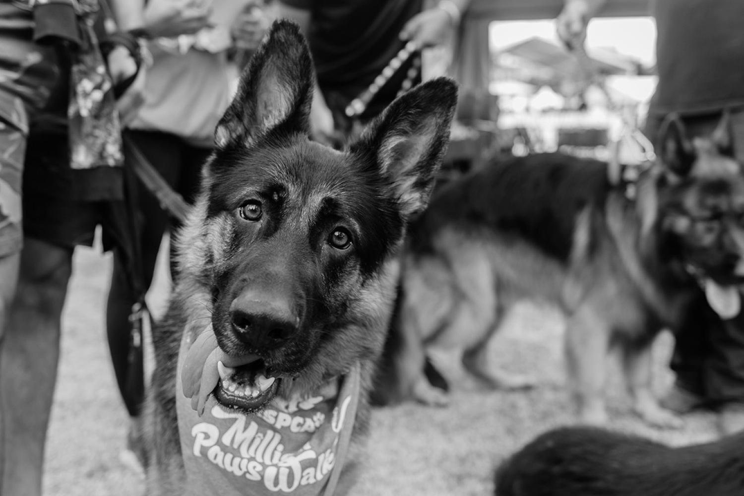 RSPCA Million Paws Walk