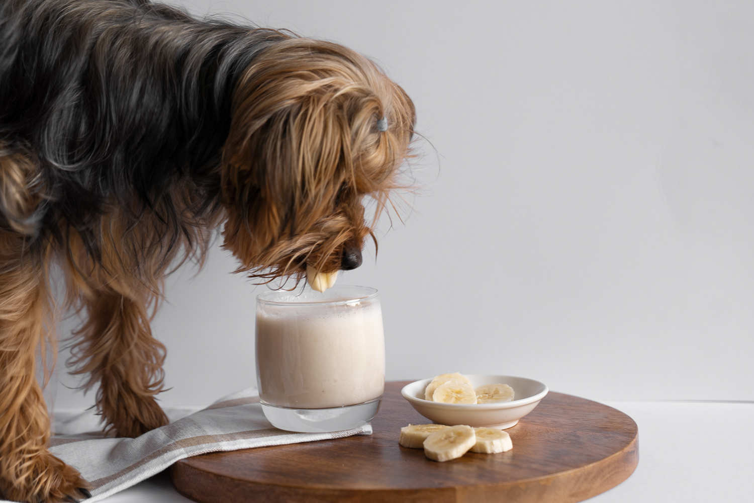 Spring Special: Dog Friendly Mocktails