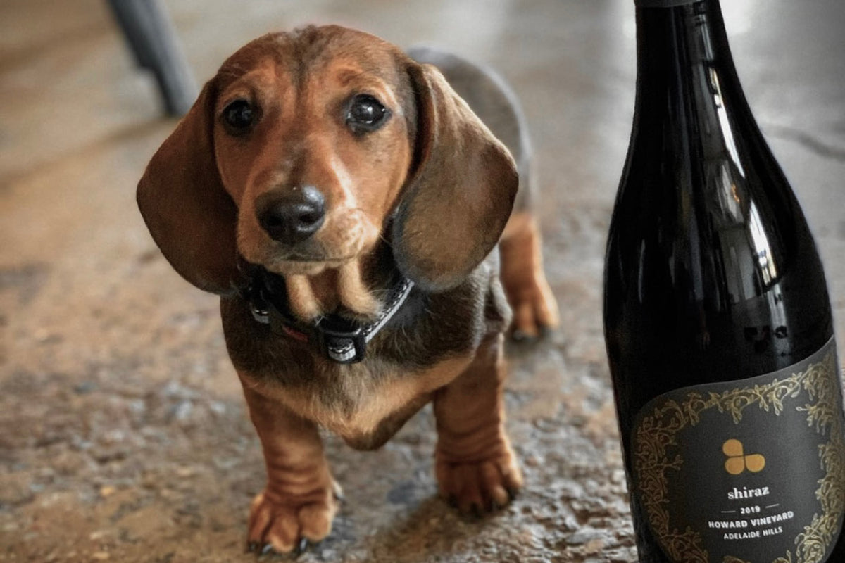 Dog Friendly Wineries in South Australia Bourke St the Label