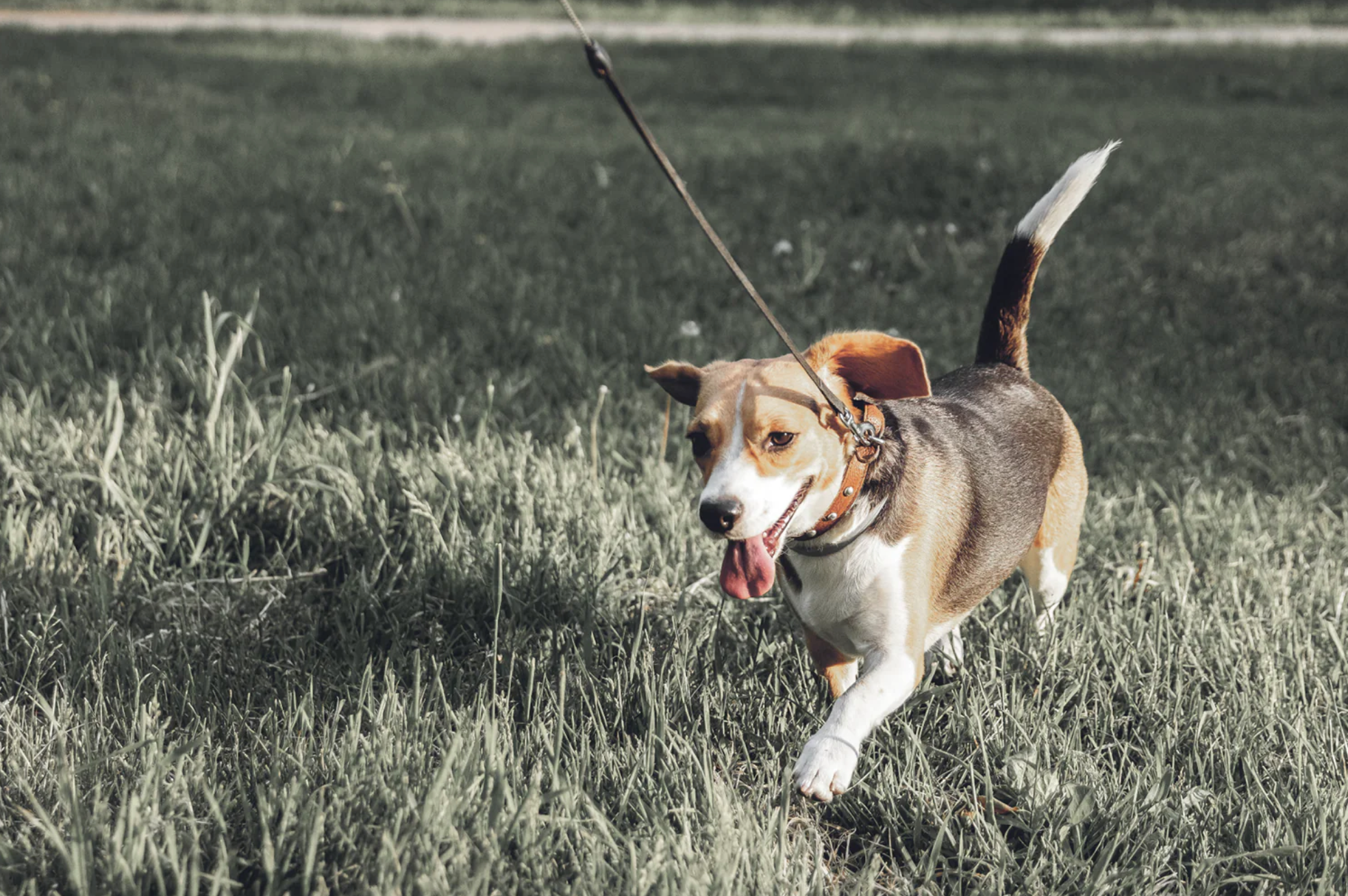 Best places to walk your dog across Melbourne