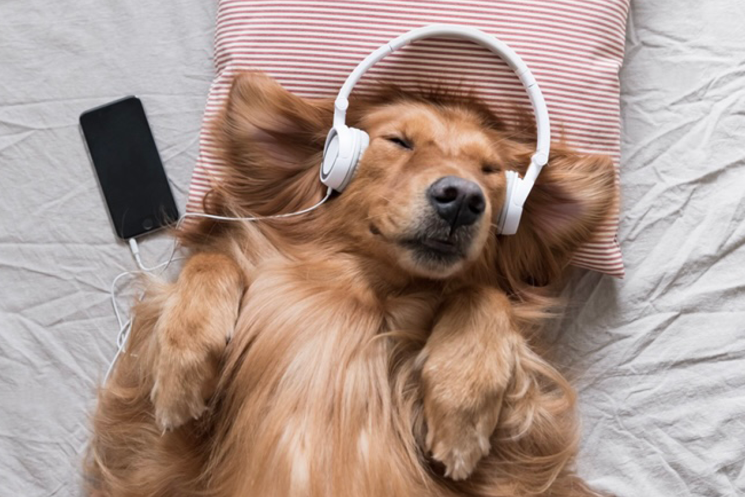 Pet Playlists