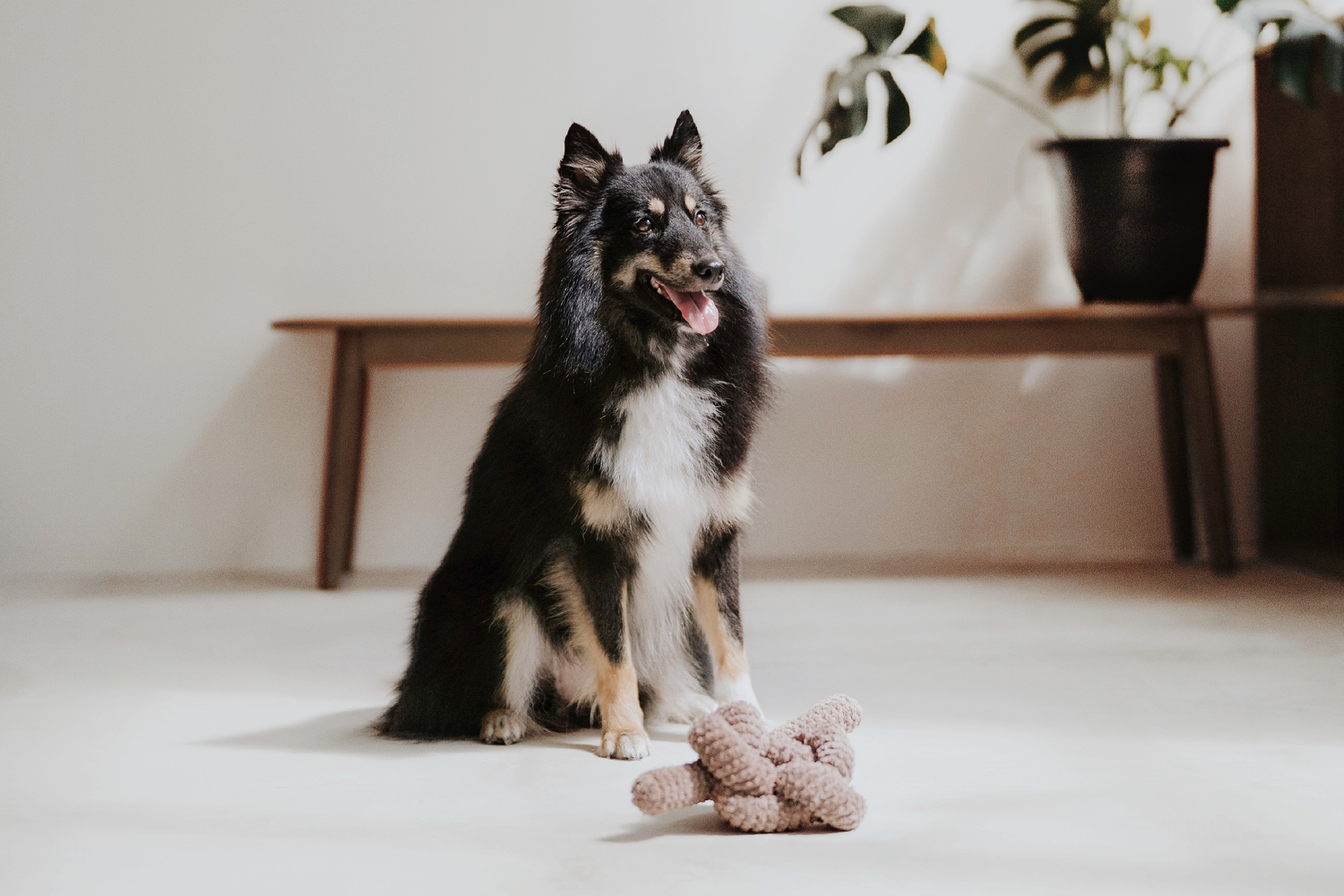Enrichment Toys for Dogs