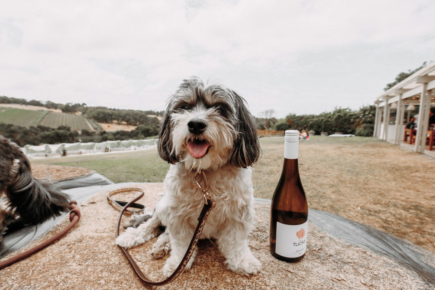 Dog Friendly Wineries