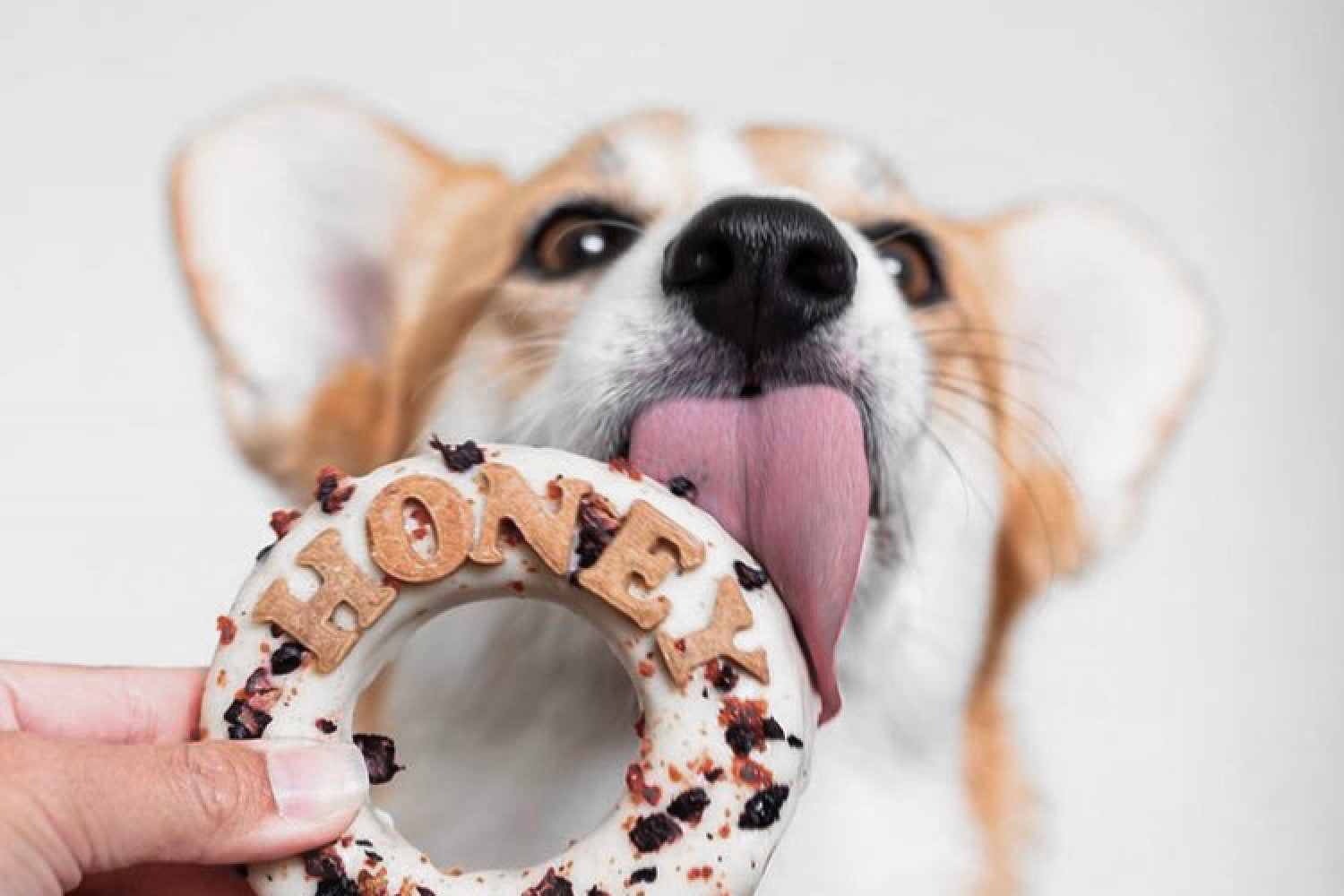 Best Dog Bakeries in Melbourne — The Easter Edit