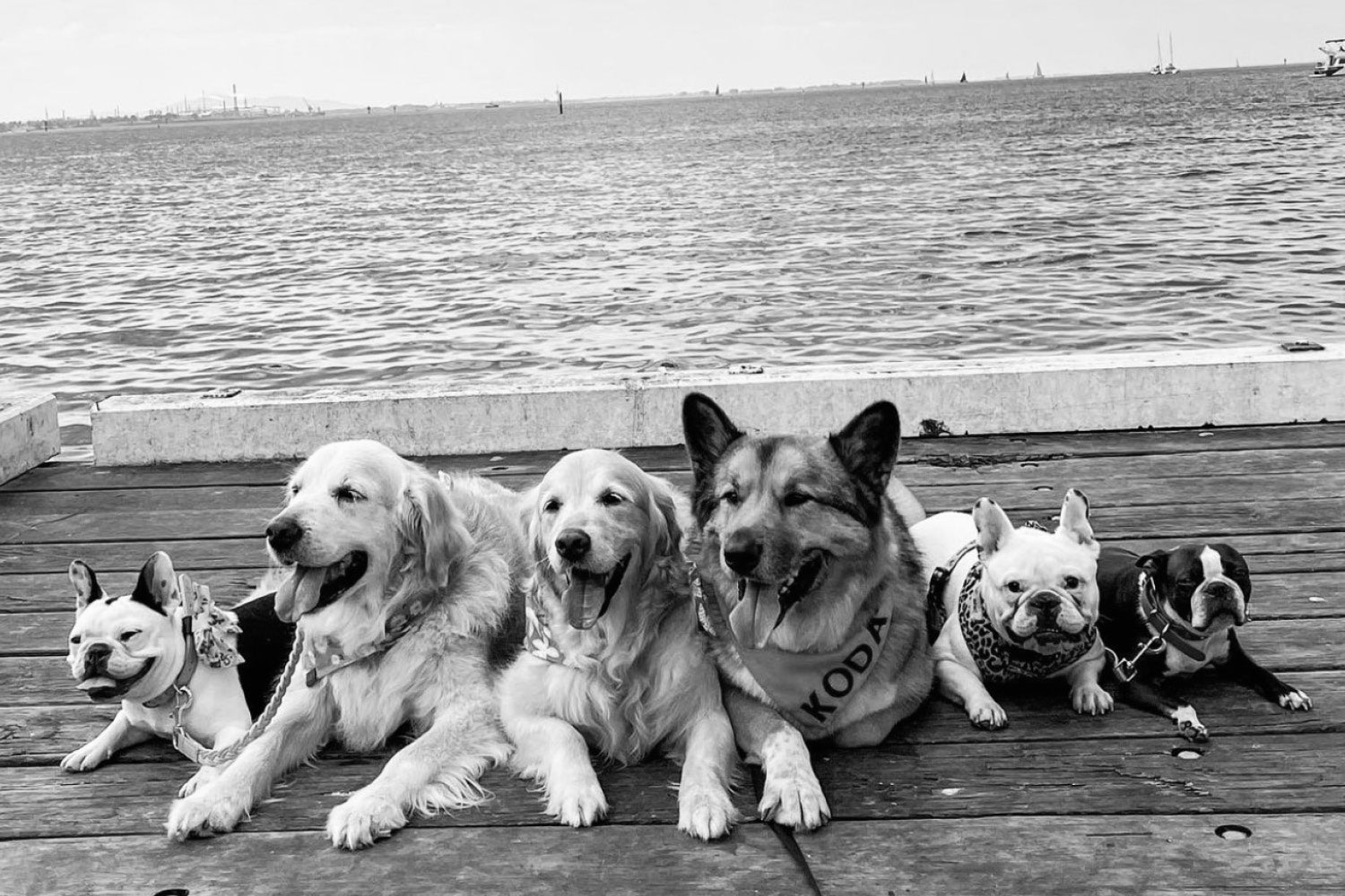 Dog Friendly Experiences along the Bellarine Peninsula