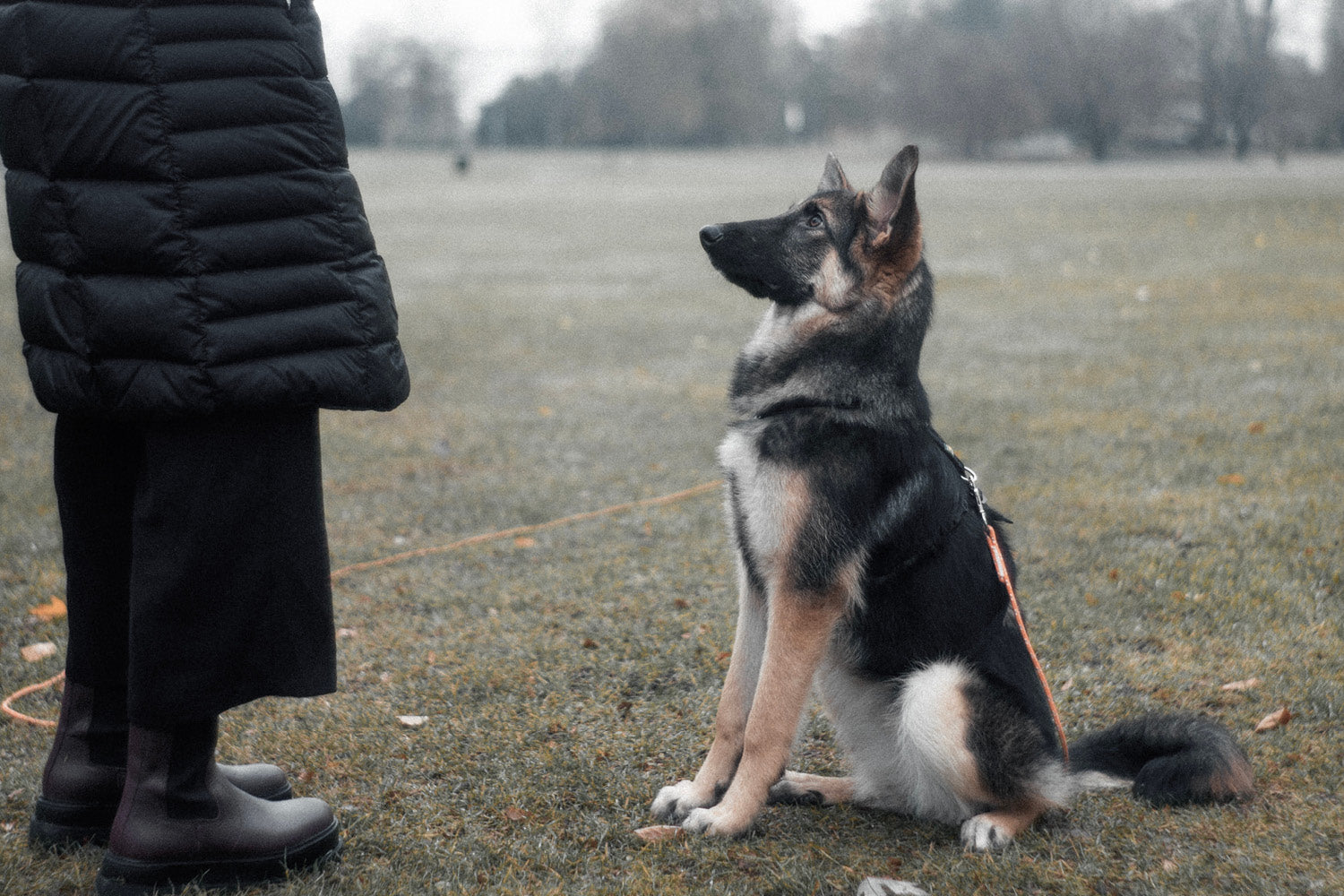 Top Dog Trainers in Melbourne