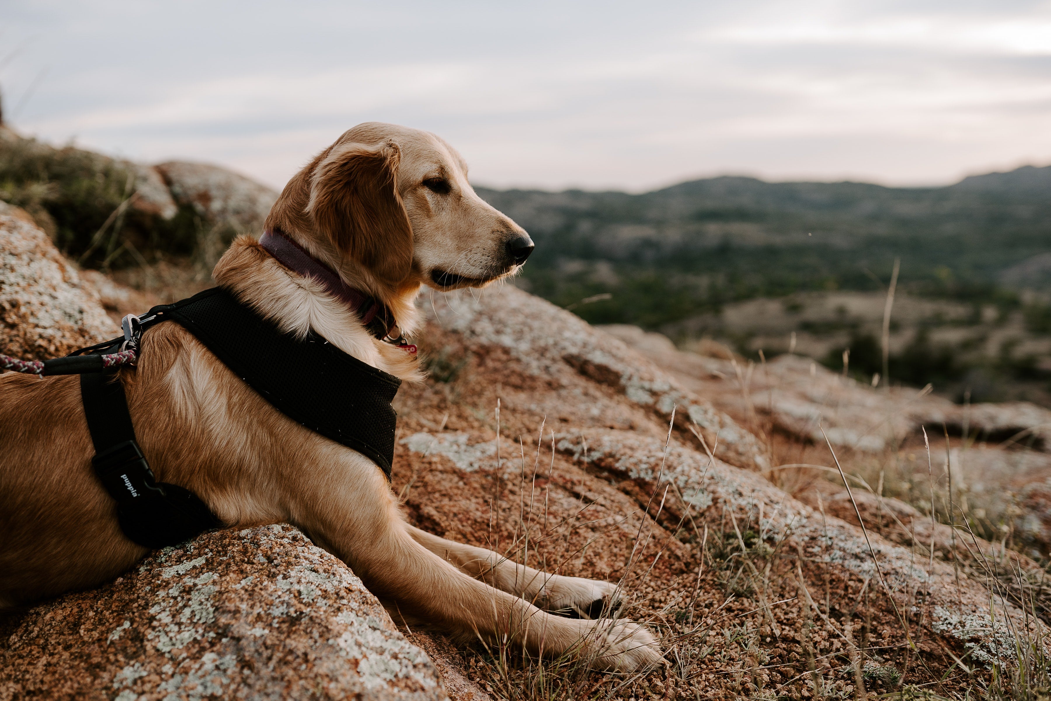 Dog Friendly Camping