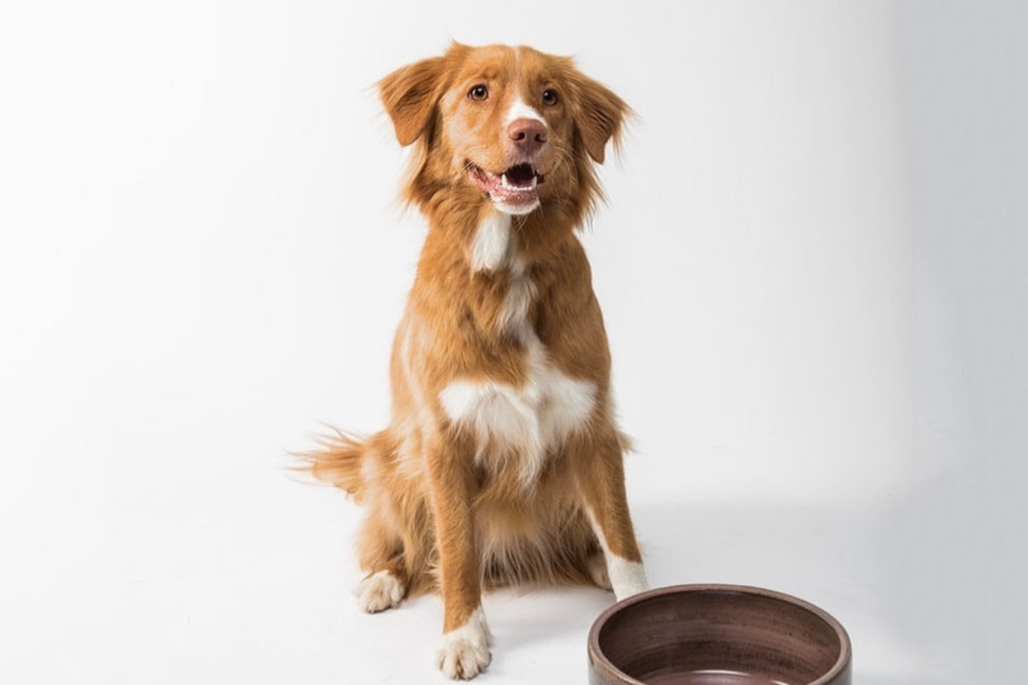 Pet Food Subscription Services