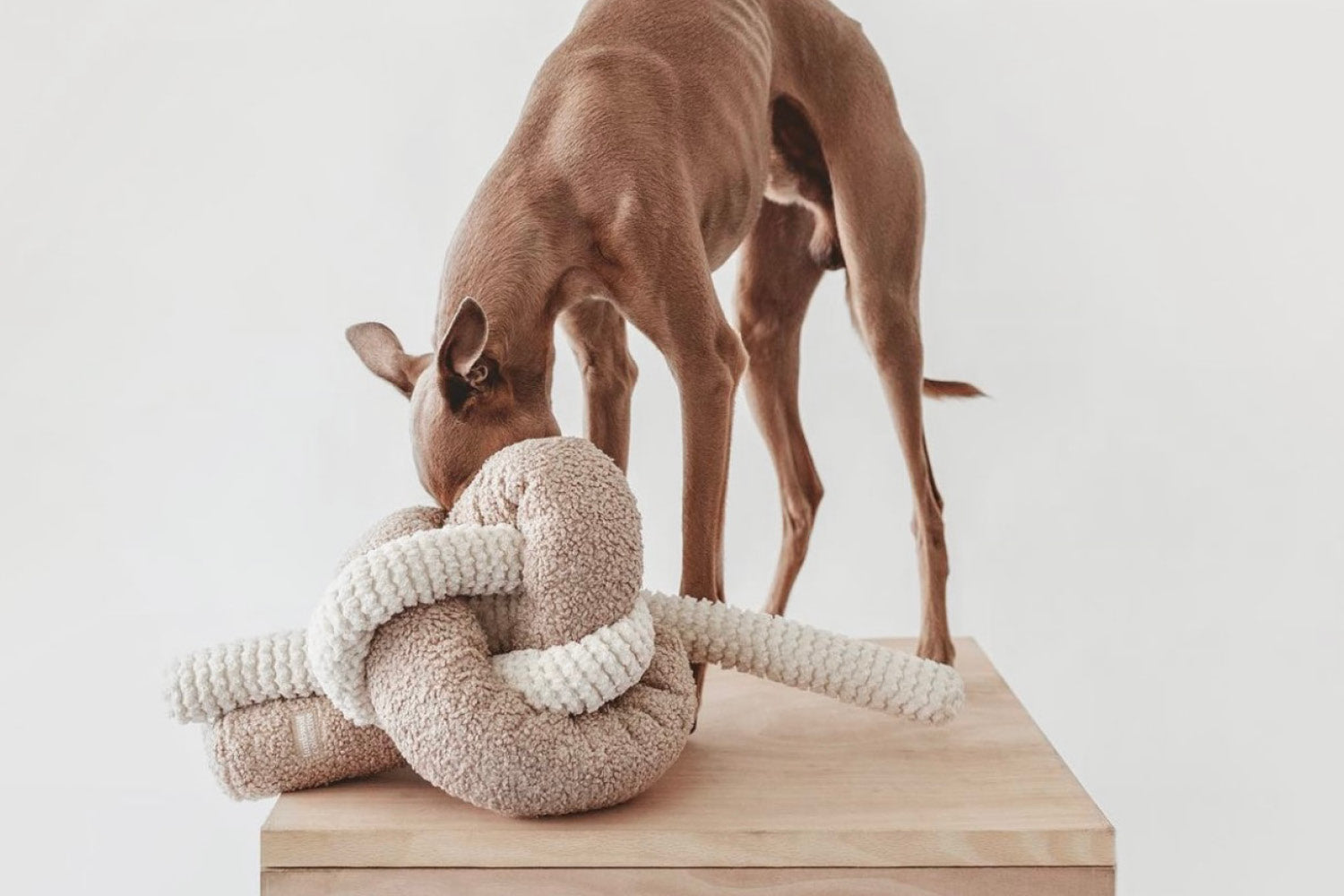 Enrichment toys for your dog - Part 2