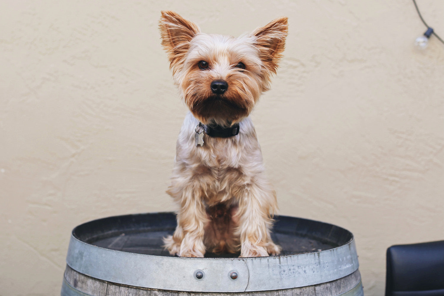 Victoria's Dog Friendly Wineries