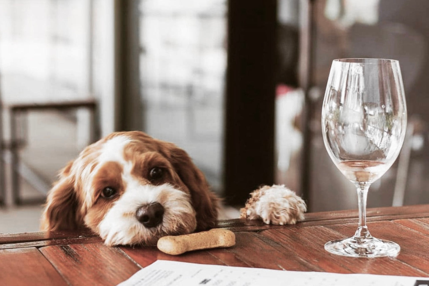 Dog Friendly Winter Activities in Sydney