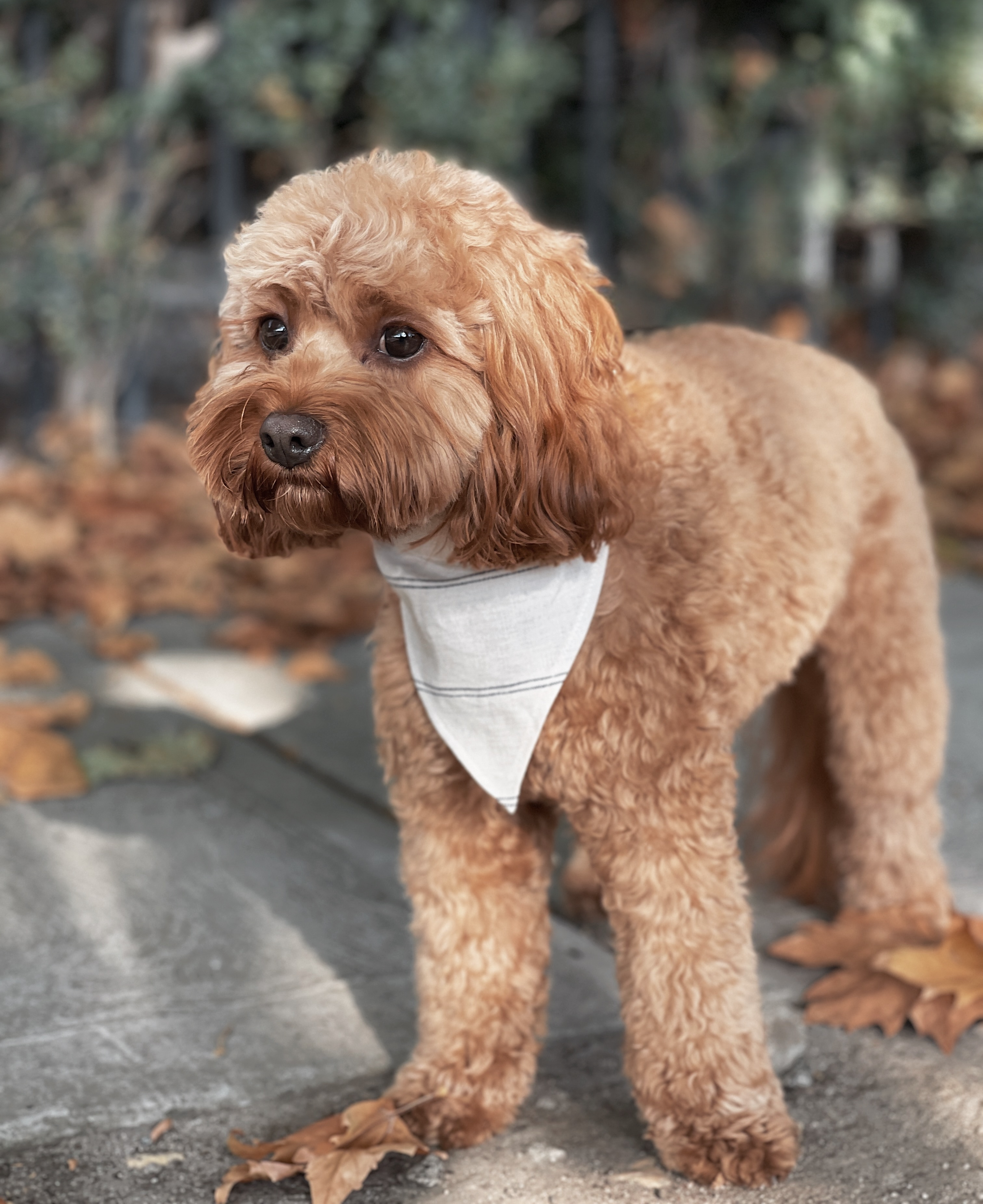 Bourke St the Label - Bandana - Pinstripe