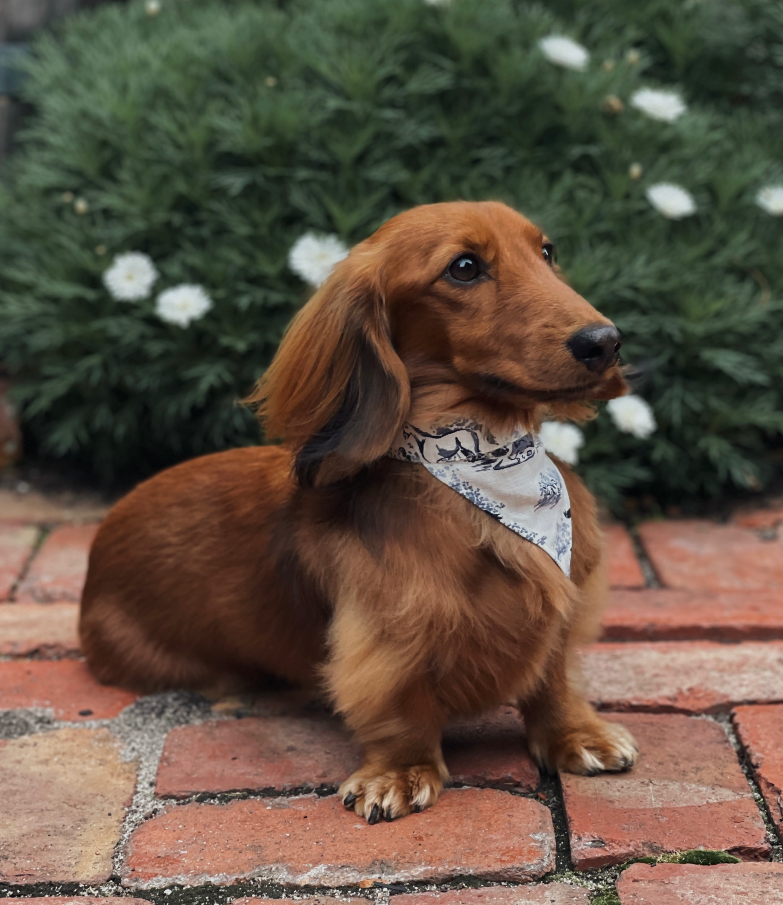 Bourke St the Label - Bandana - French Picnic