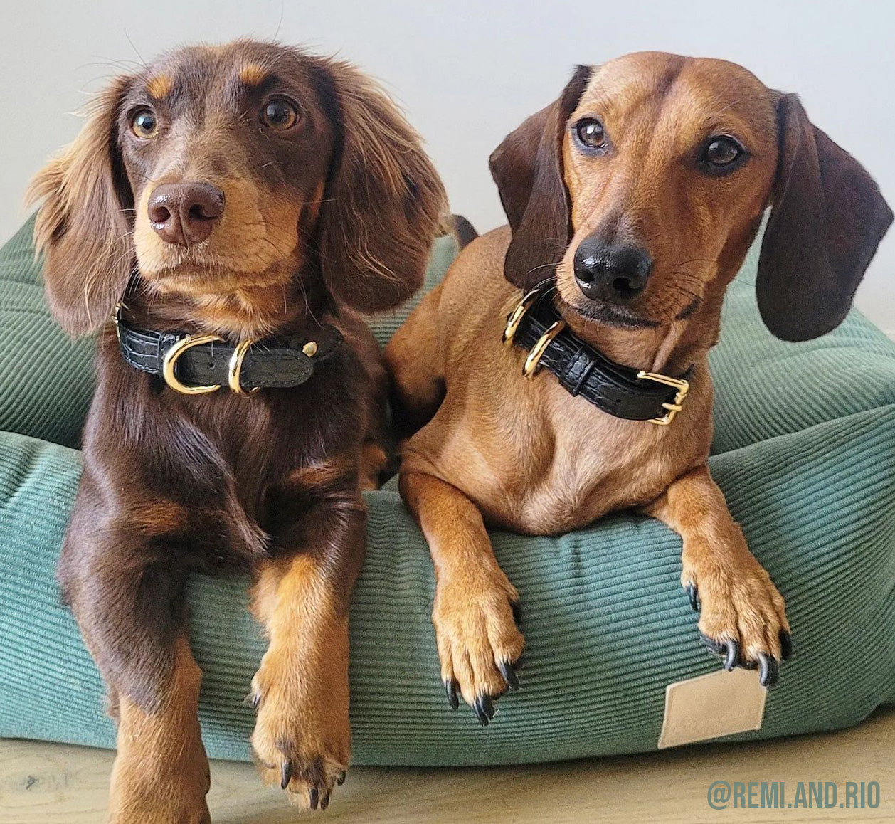 Bourke St the Label Dog Collars