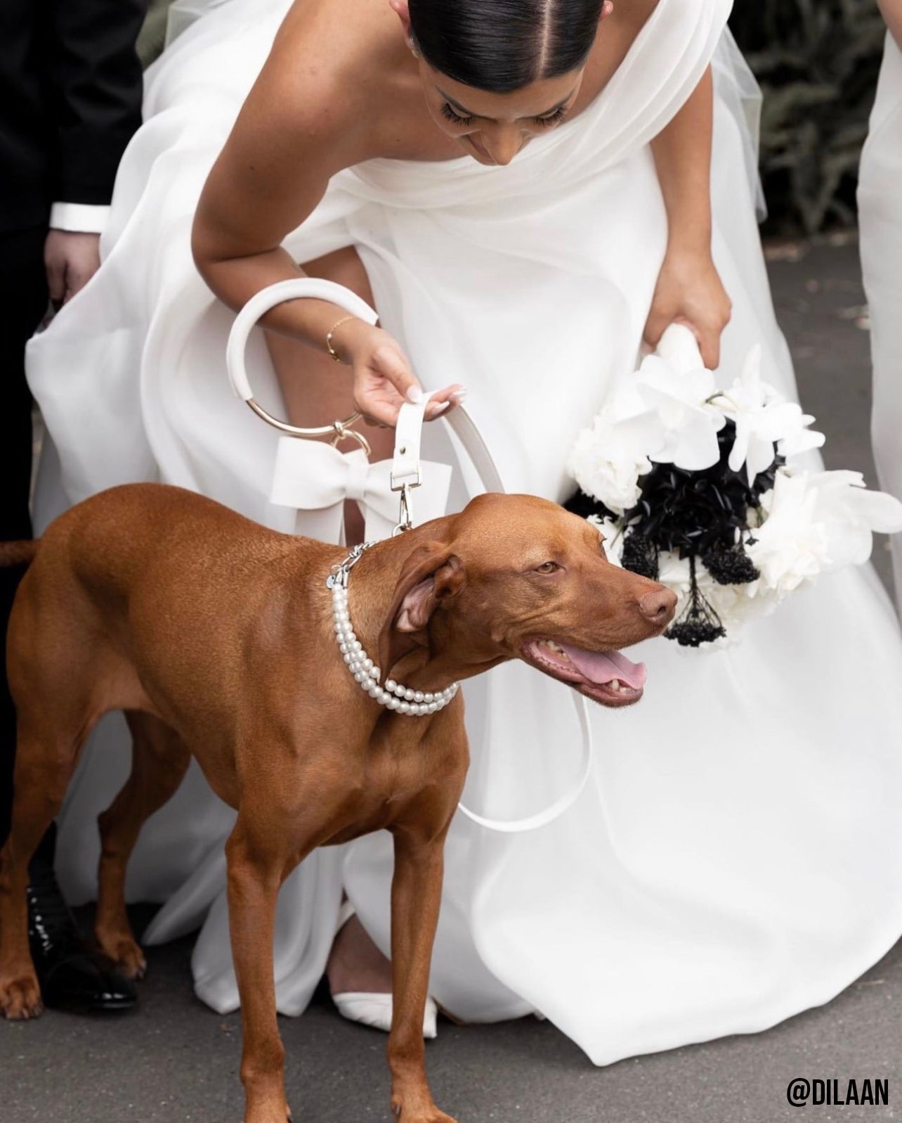 Bourke St the Label Wedding Dog Lead