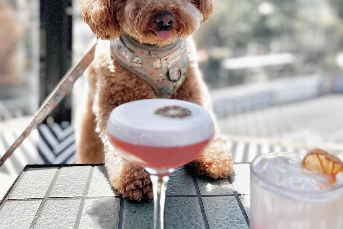 Melbourne Dog Friendly Outdoor Dining Bourke St the Label