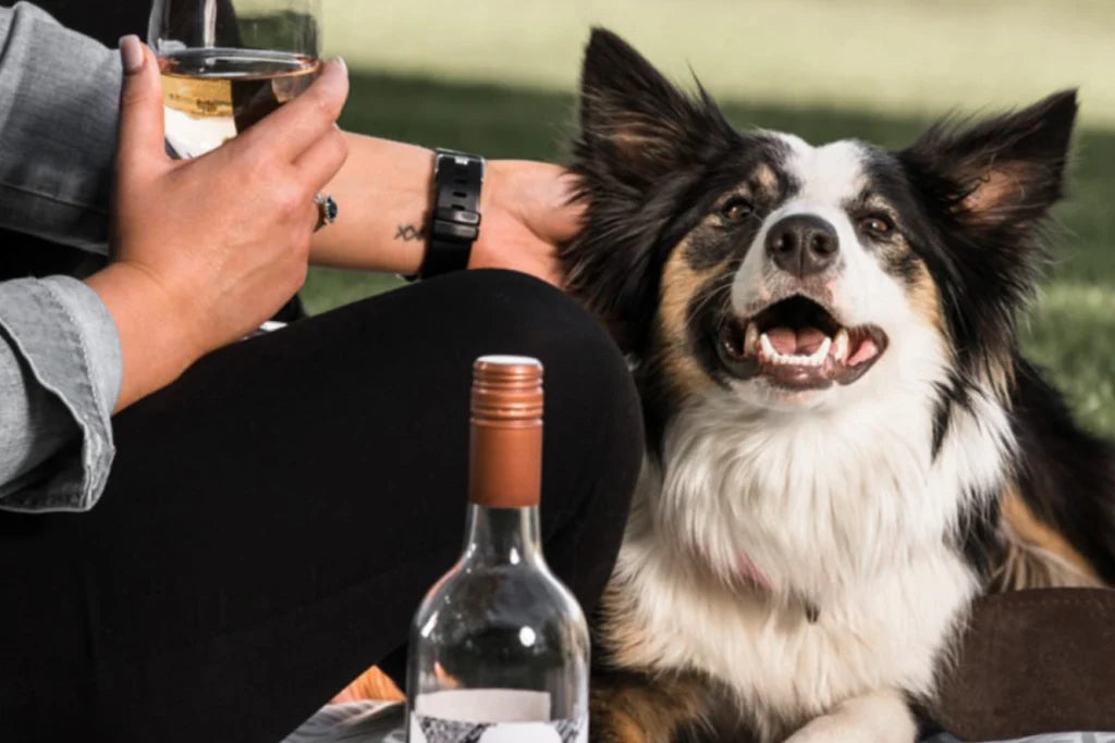 Dog Friendly Wineries - Yarra Valley