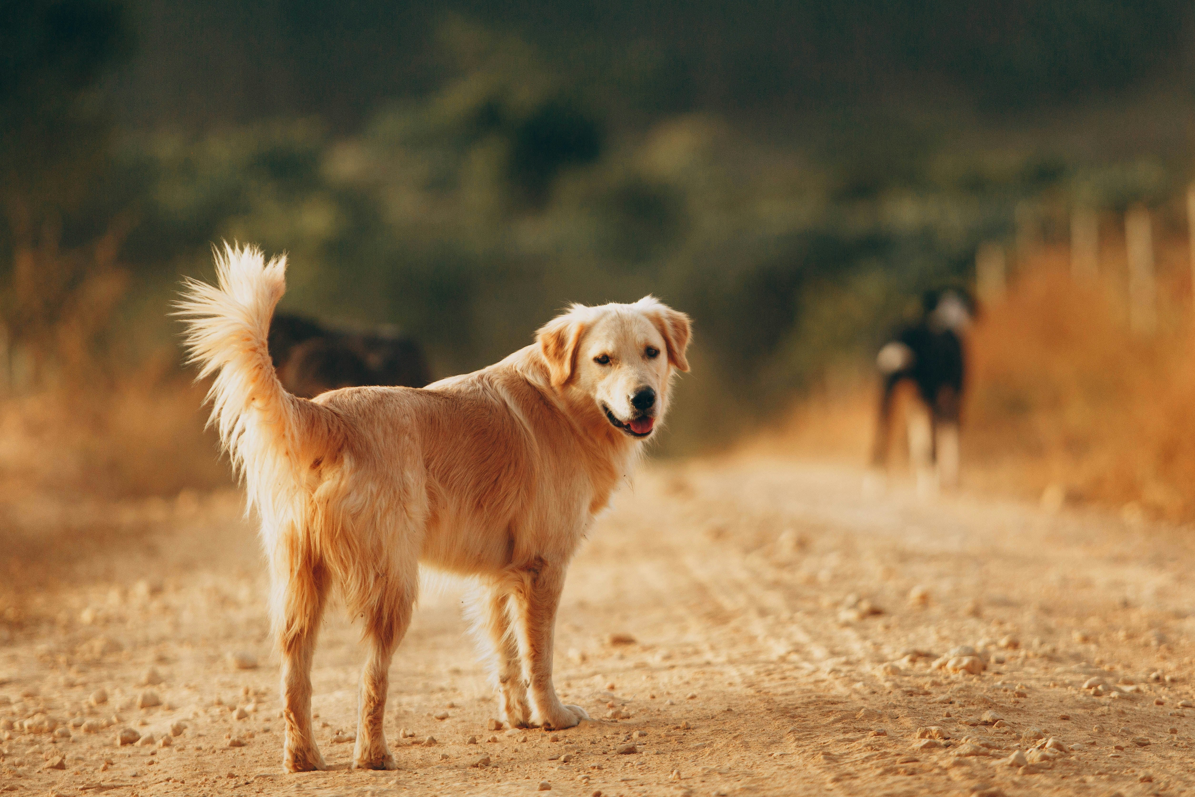 Autumn Adventures: Best Dog-Friendly Getaways in Australia