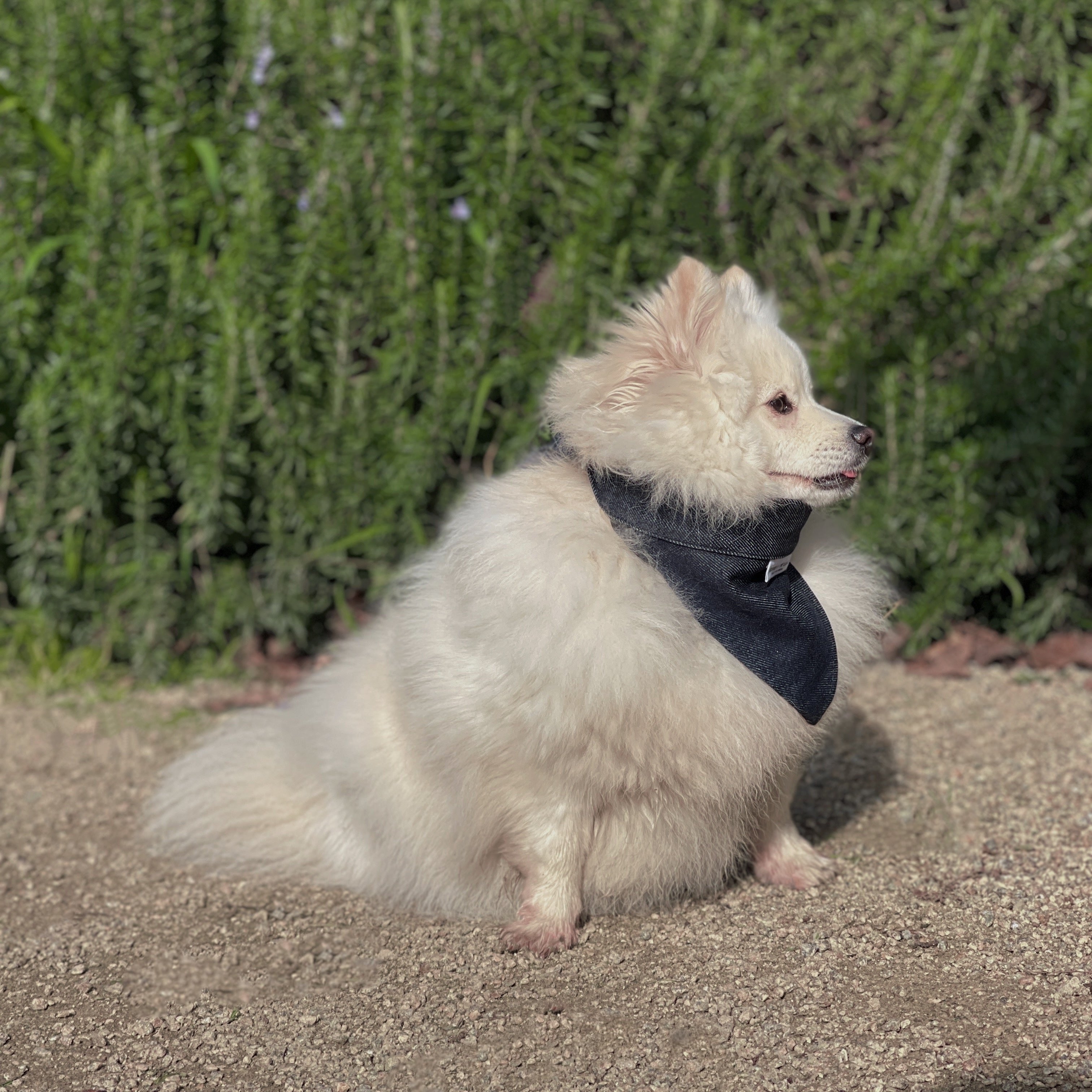 Bourke St the Label - Dog Bandana