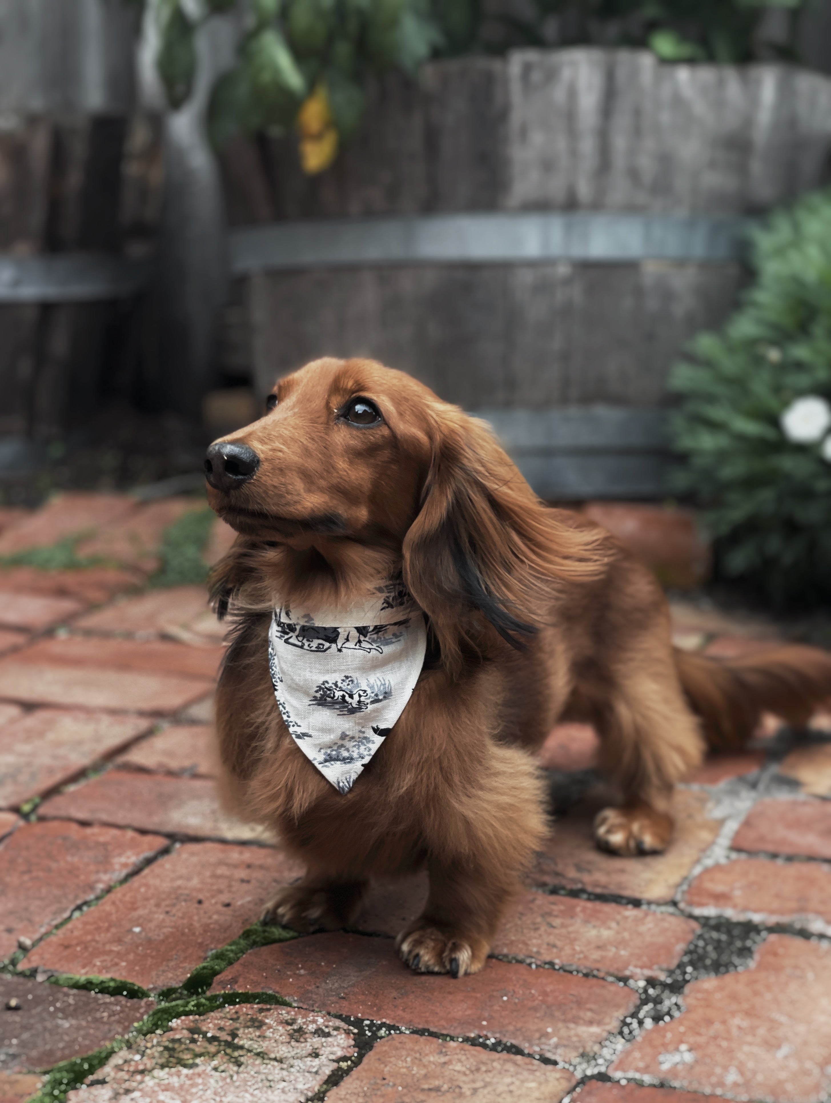 Miniature dachshund bandanas hotsell