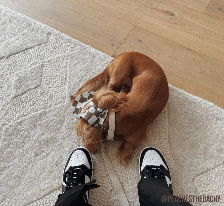 luxury-dog-products-and-accessories-shop-in-melbourne-bourke-st-the-label