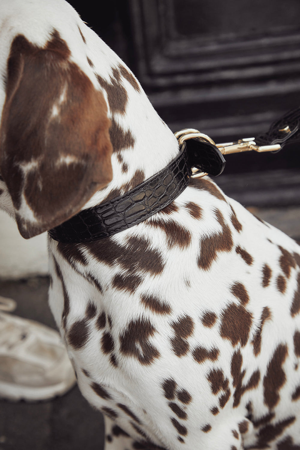 Designer Cream Leather and Rose Dog Collars in Melbourne Bourke St